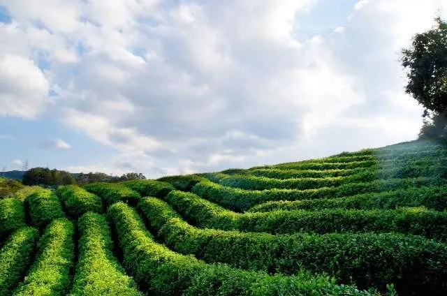 Artisan’s Pinnacle Sencha “Shuppin-Sencha” Loose Leaf Tea - Image 5