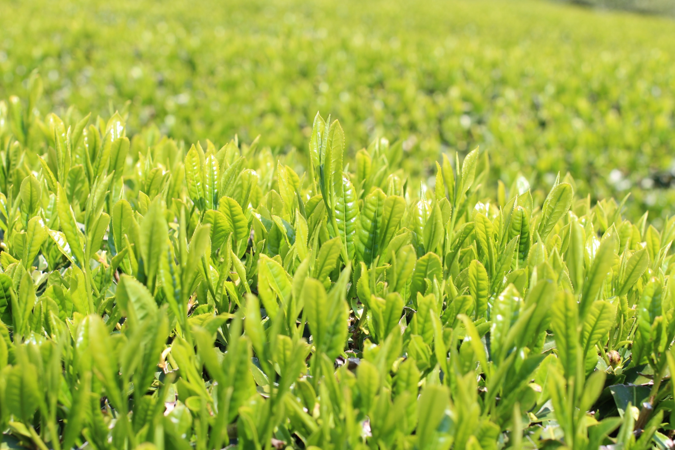 Young tea shoots in the spring fields