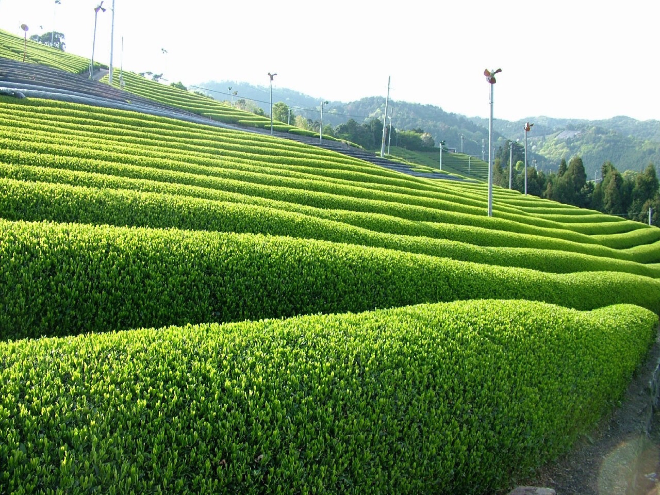Rows of tea bushes on the terraced hills around Kyotanabe