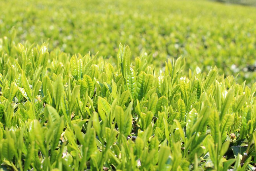 Fresh sencha shoots catching the spring sun in our Kyotanabe fields