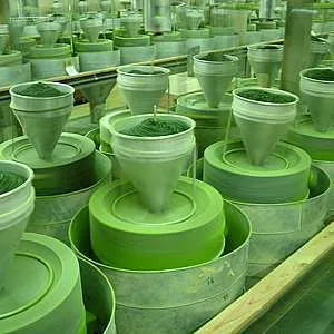 Matcha “Kyo Mukashi” - Image 4