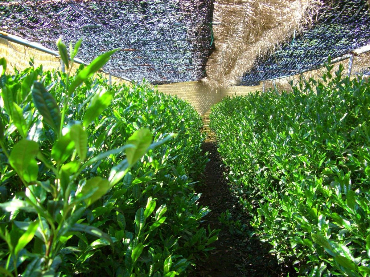Fresh new-growth tea leaves in the Kyotanabe fields