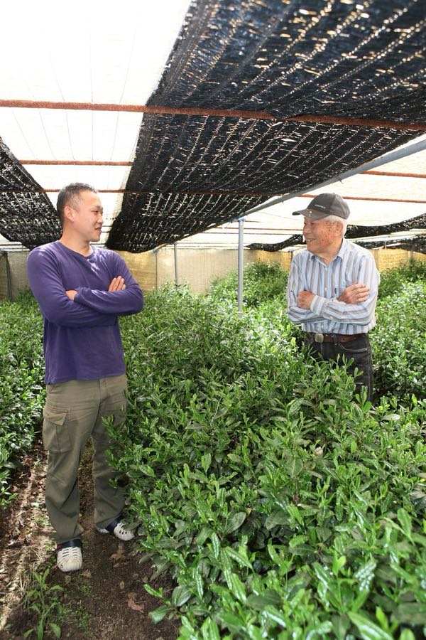 Toshikazu Yamashita and his grandson Shinki standing among shaded gyokuro bushes