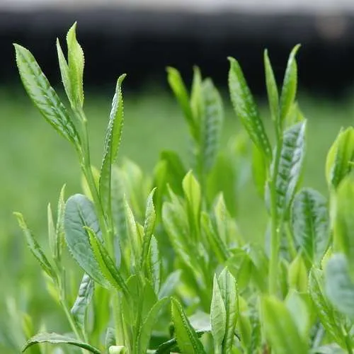 Pure Nature - JAS Certified Organic Matcha “Kokoro” - Image 5